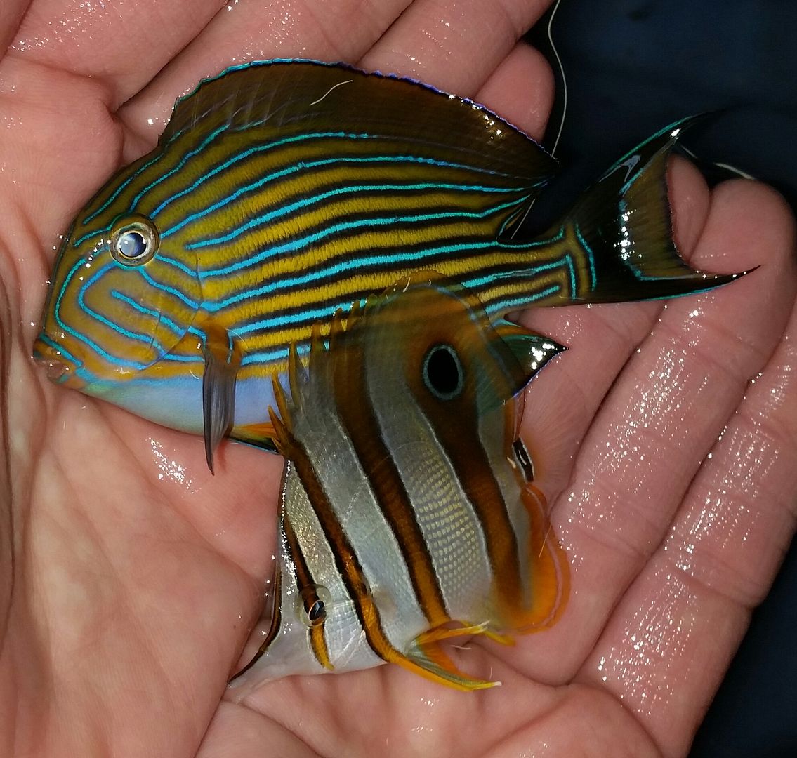 20160330 104326 1 zps9oqvikxt - Best Fish! Best Pics! Huge Coral Shipment OTW!!!