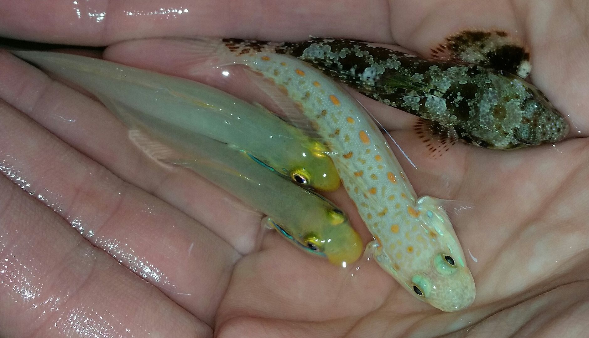 20160330 104412 1 zpsnpvebp7w - Best Fish! Best Pics! Huge Coral Shipment OTW!!!