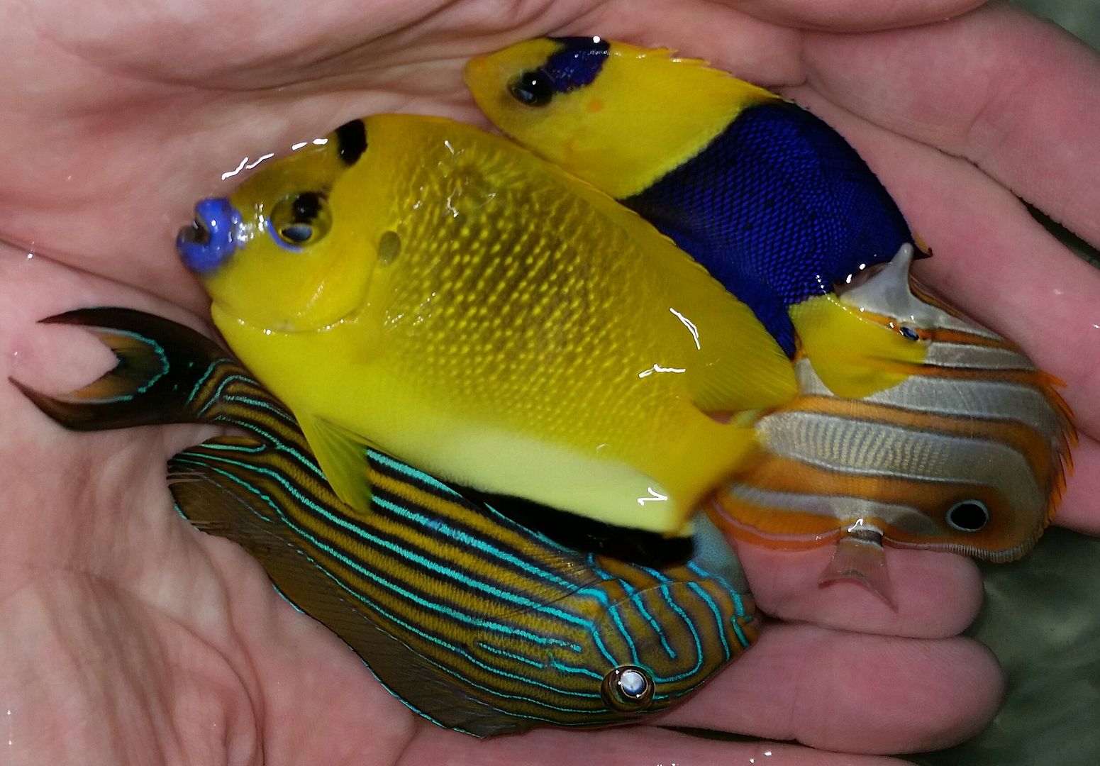 20160330 104502 1 zpsxshqndnh - Best Fish! Best Pics! Huge Coral Shipment OTW!!!