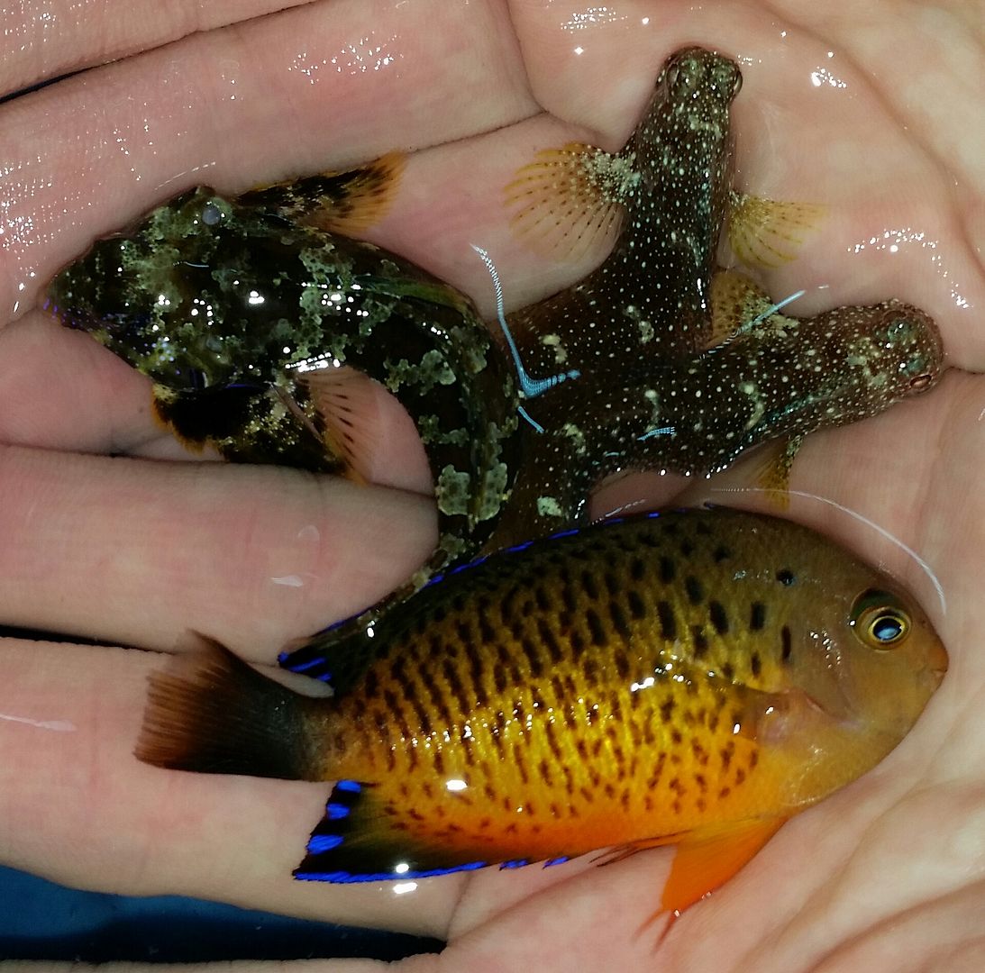 20160330 104707 1 zpsl5lzqphz - Best Fish! Best Pics! Huge Coral Shipment OTW!!!