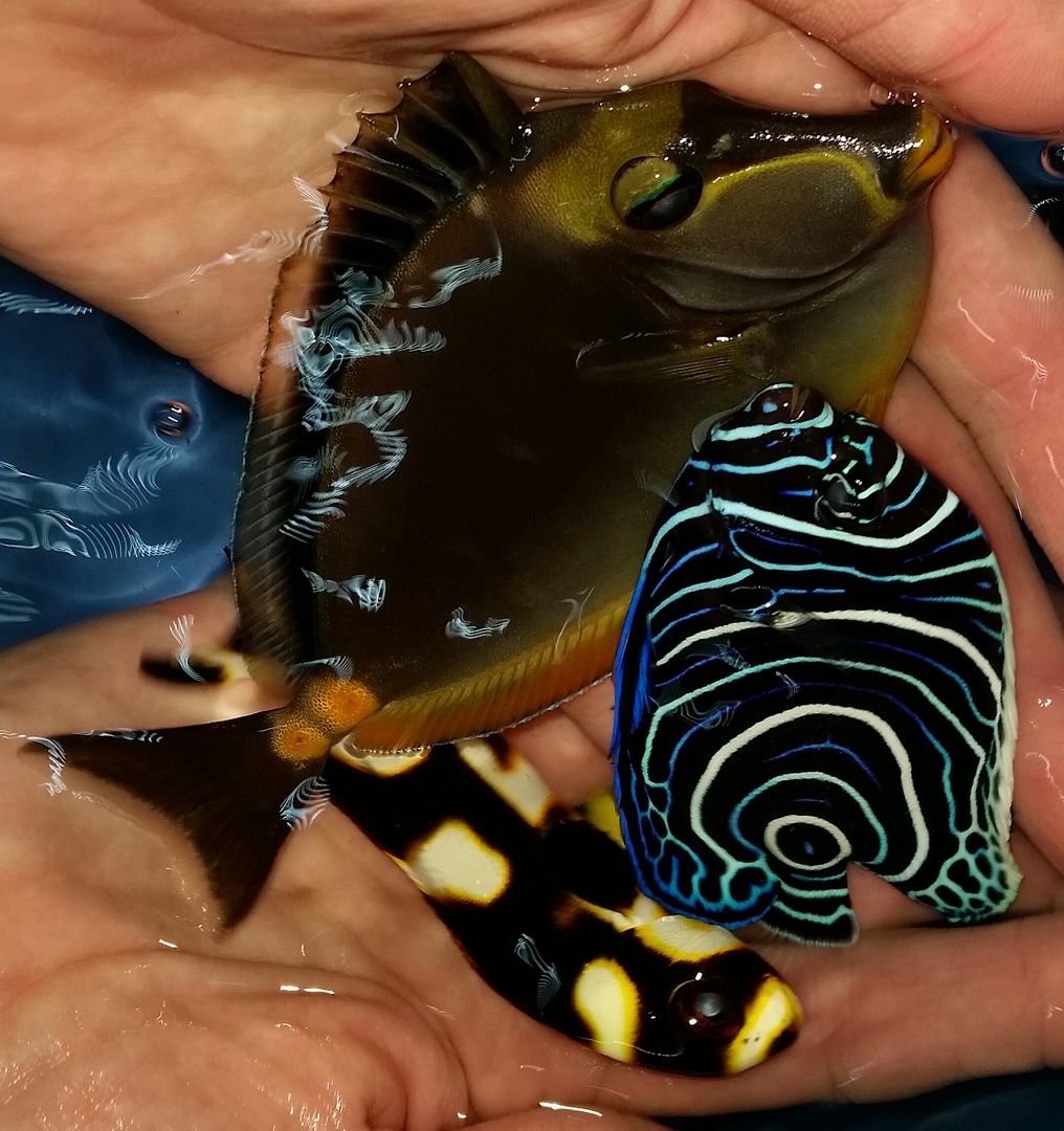 20160330 104743 1 zps5z0lgesf - Best Fish! Best Pics! Huge Coral Shipment OTW!!!