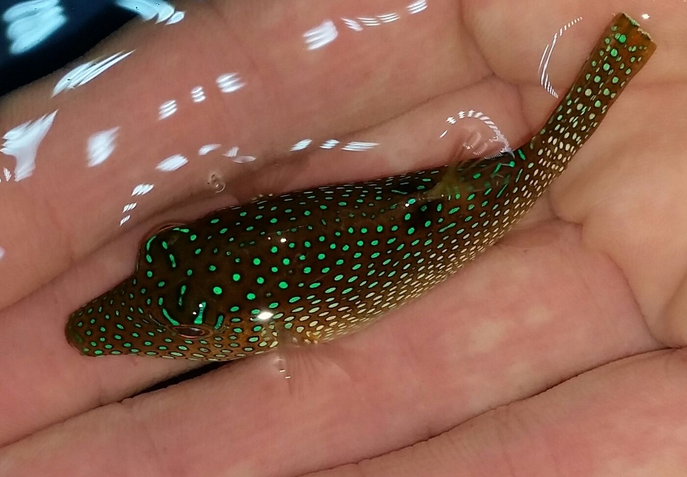 20160330 104916 1 zpspthlv1eh - Best Fish! Best Pics! Huge Coral Shipment OTW!!!