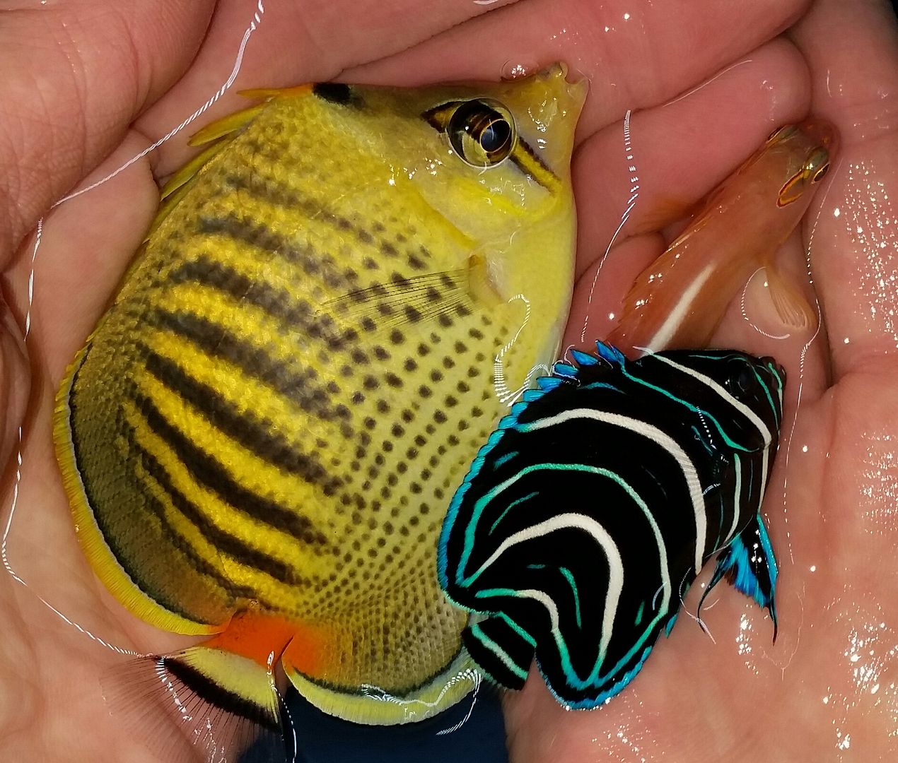 20160330 105022 1 zpsjos3ntqg - Best Fish! Best Pics! Huge Coral Shipment OTW!!!