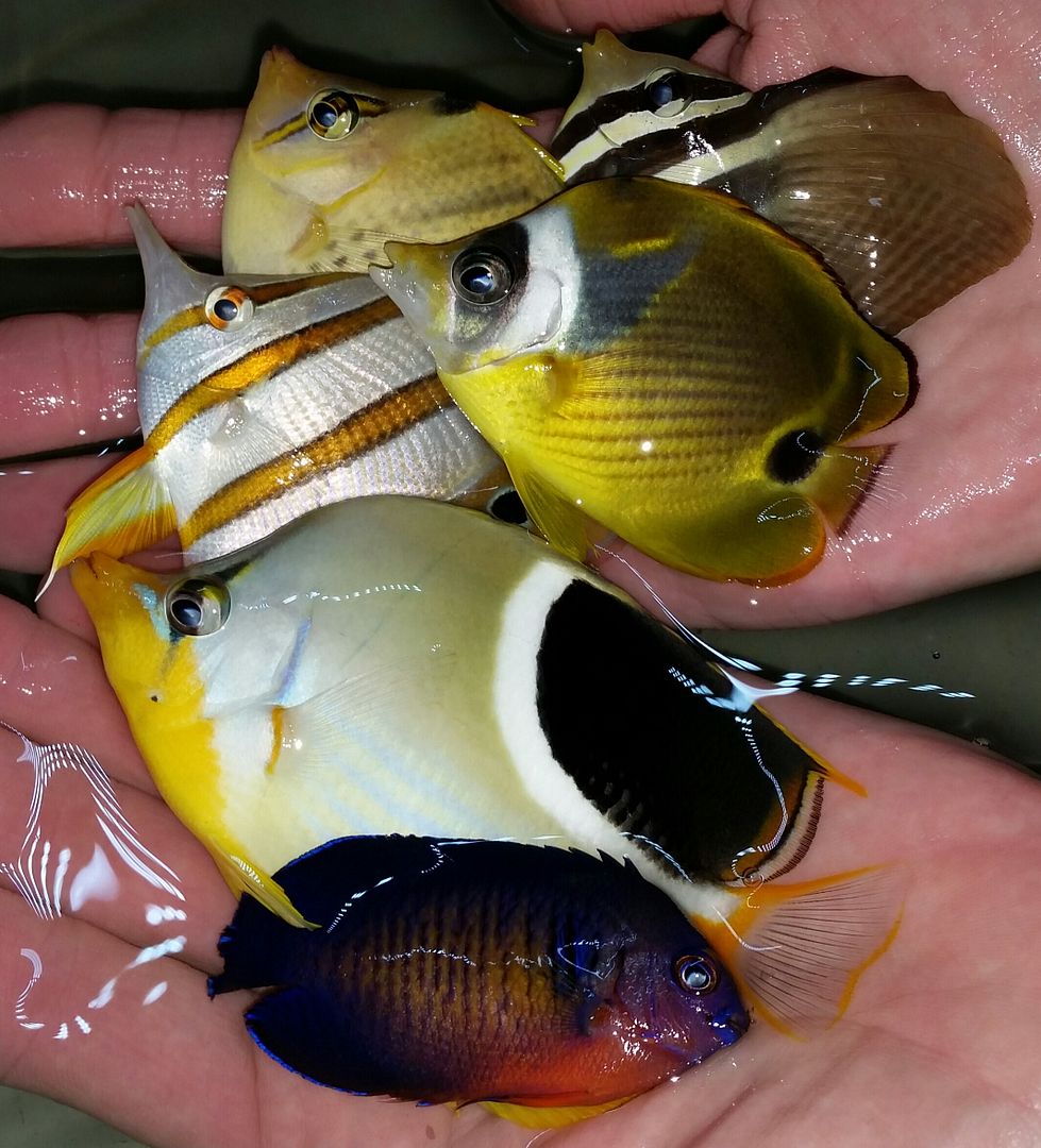 20160330 105117 1 zps9vfwtqhs - Best Fish! Best Pics! Huge Coral Shipment OTW!!!