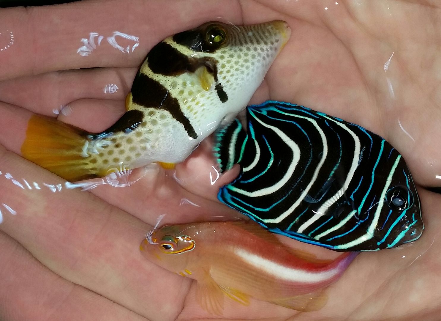 20160330 105238 1 zpsxy8gme4o - Best Fish! Best Pics! Huge Coral Shipment OTW!!!