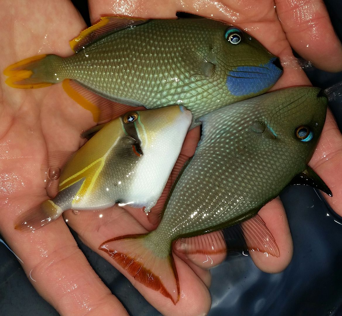 20160330 105549 1 zpses8k4qry - Best Fish! Best Pics! Huge Coral Shipment OTW!!!