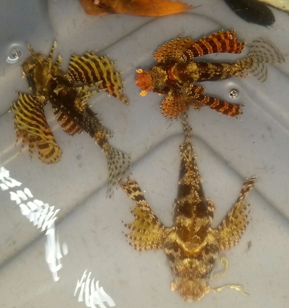 20160330 105751 1 zpsgav6ks4f - Best Fish! Best Pics! Huge Coral Shipment OTW!!!