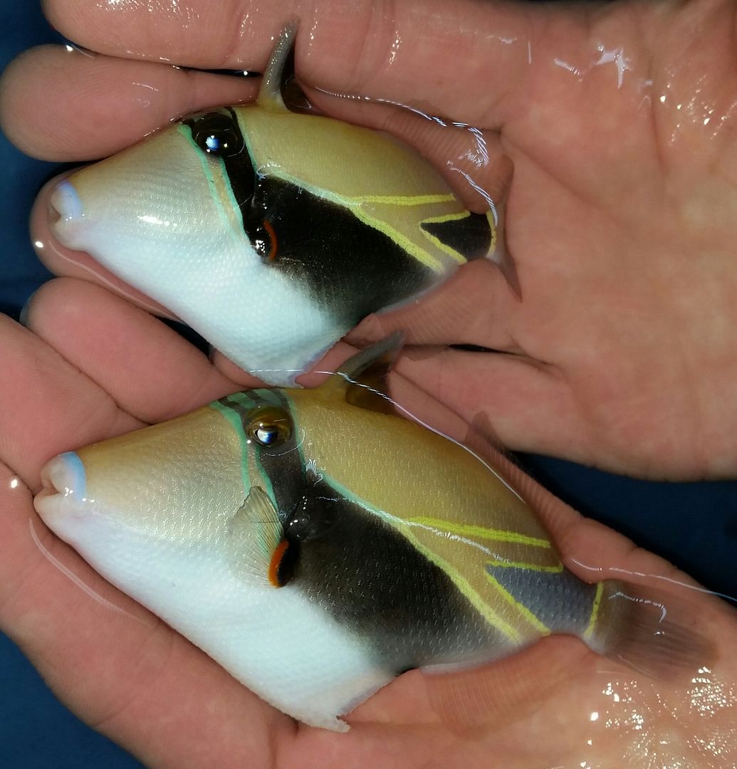 20160330 105901 1 zpsed4wvhhh - Best Fish! Best Pics! Huge Coral Shipment OTW!!!