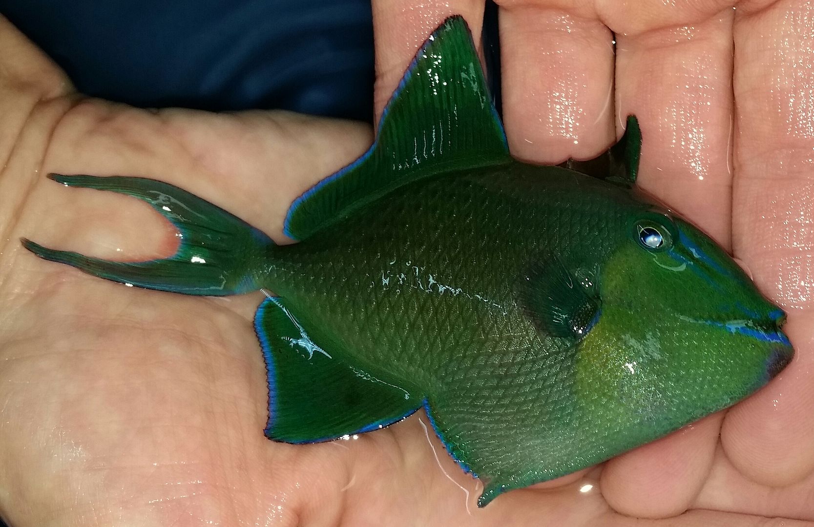 20160330 110025 1 zpsugioo3if - Best Fish! Best Pics! Huge Coral Shipment OTW!!!