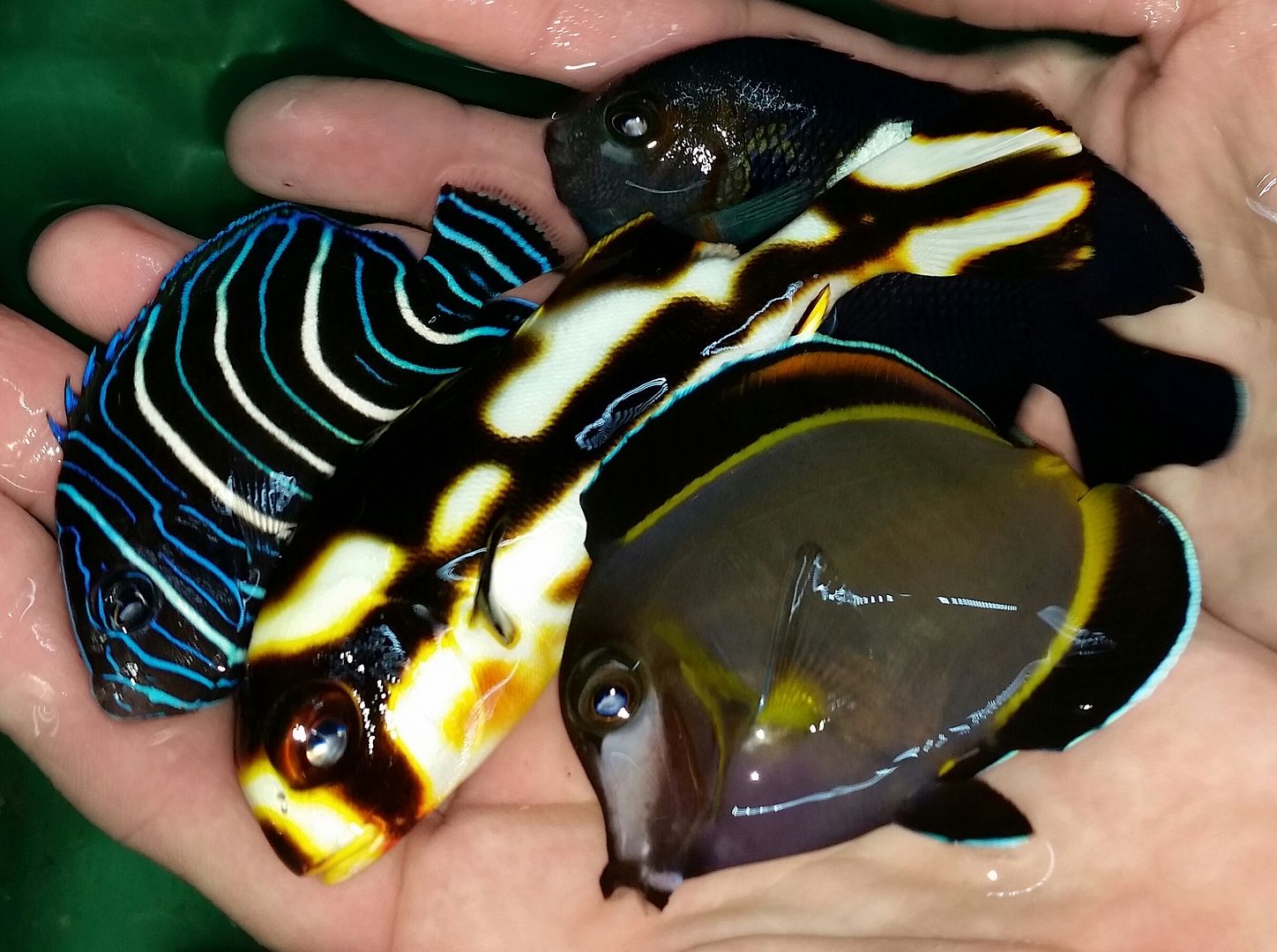 20160330 110129 1 zpsye6yoavo - Best Fish! Best Pics! Huge Coral Shipment OTW!!!