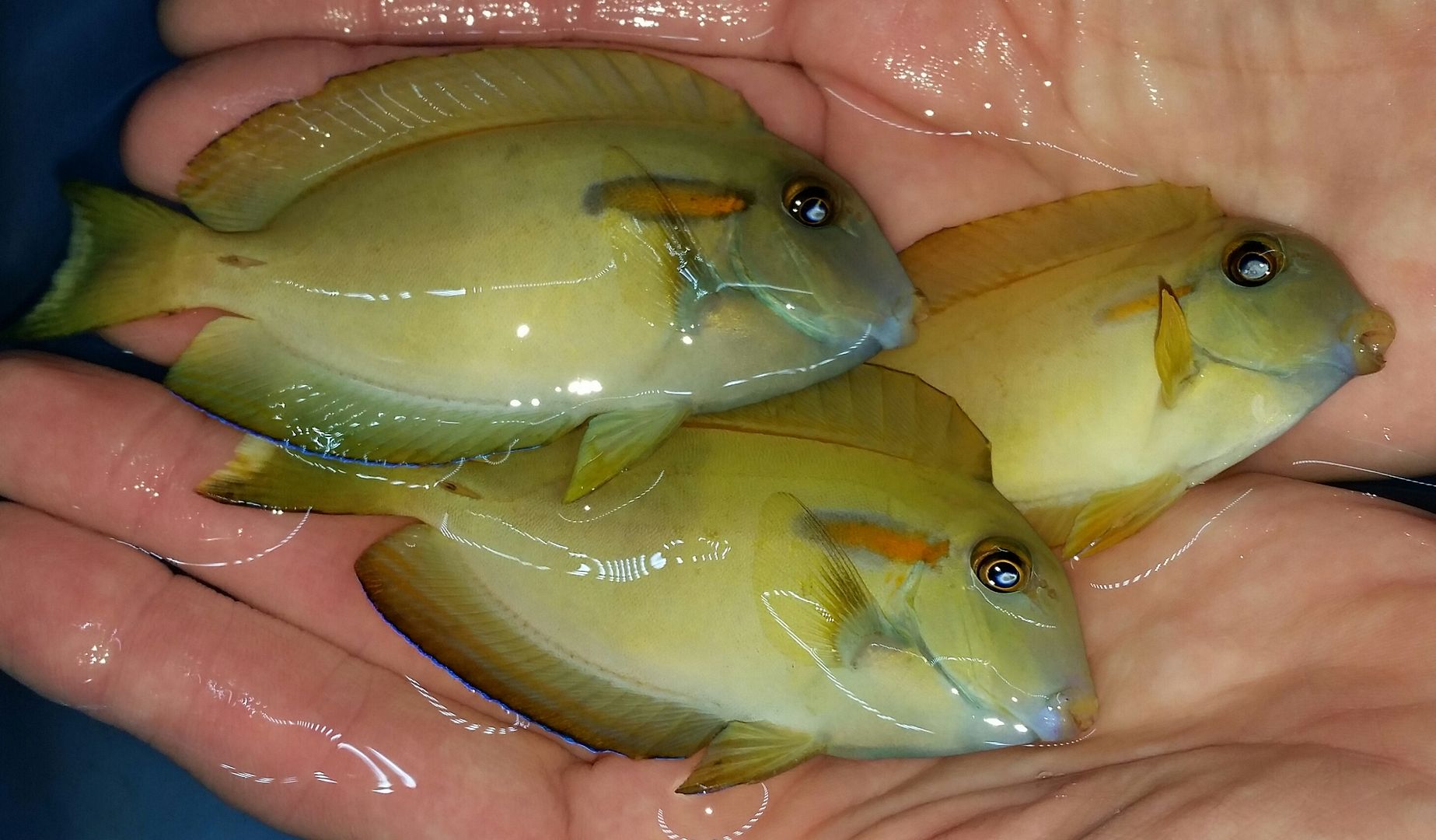 20160330 110342 1 zpsgtfu3gxk - Best Fish! Best Pics! Huge Coral Shipment OTW!!!