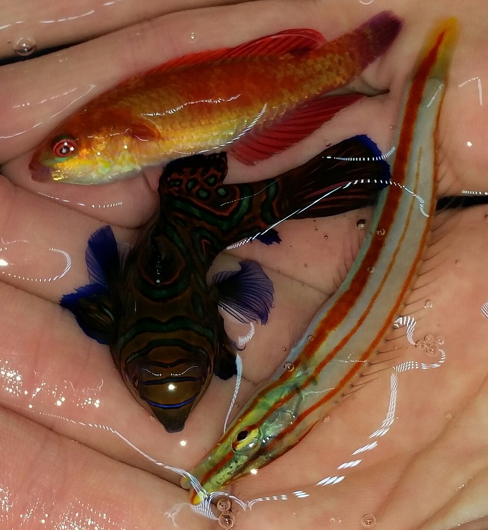 20160330 110422 1 zpskxbn3zmg - Best Fish! Best Pics! Huge Coral Shipment OTW!!!