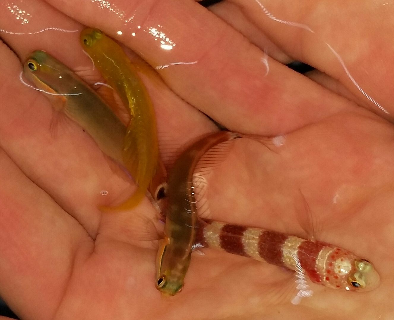 20160330 110533 1 zpsloryo0ke - Best Fish! Best Pics! Huge Coral Shipment OTW!!!