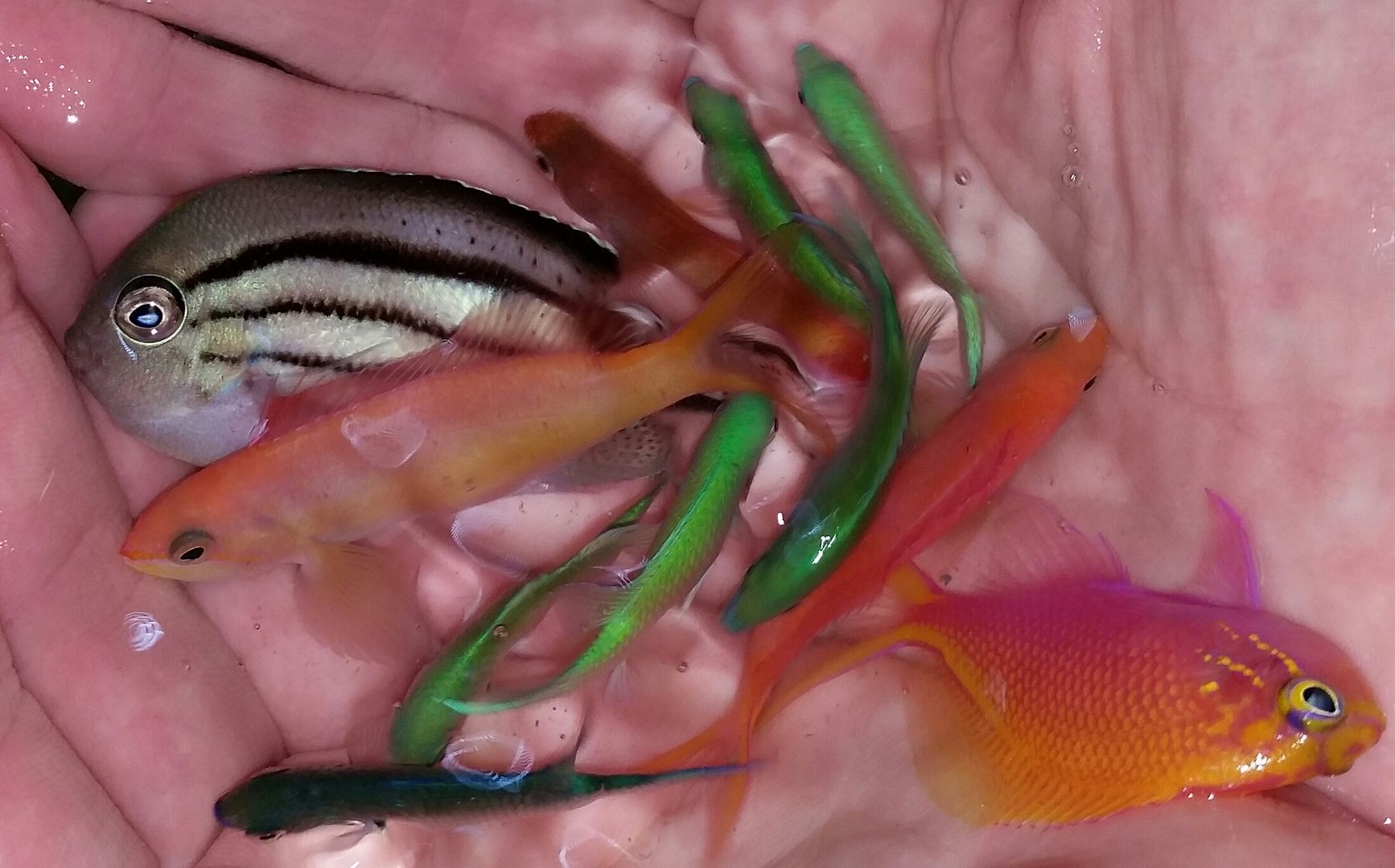 20160330 110656 1 zpsxrsvuttq - Best Fish! Best Pics! Huge Coral Shipment OTW!!!