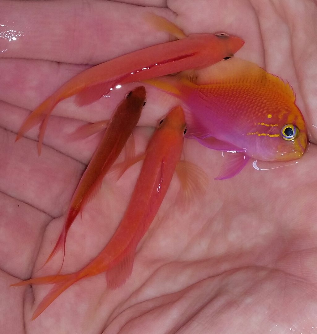 20160330 110728 1 zpsi8jts3p9 - Best Fish! Best Pics! Huge Coral Shipment OTW!!!