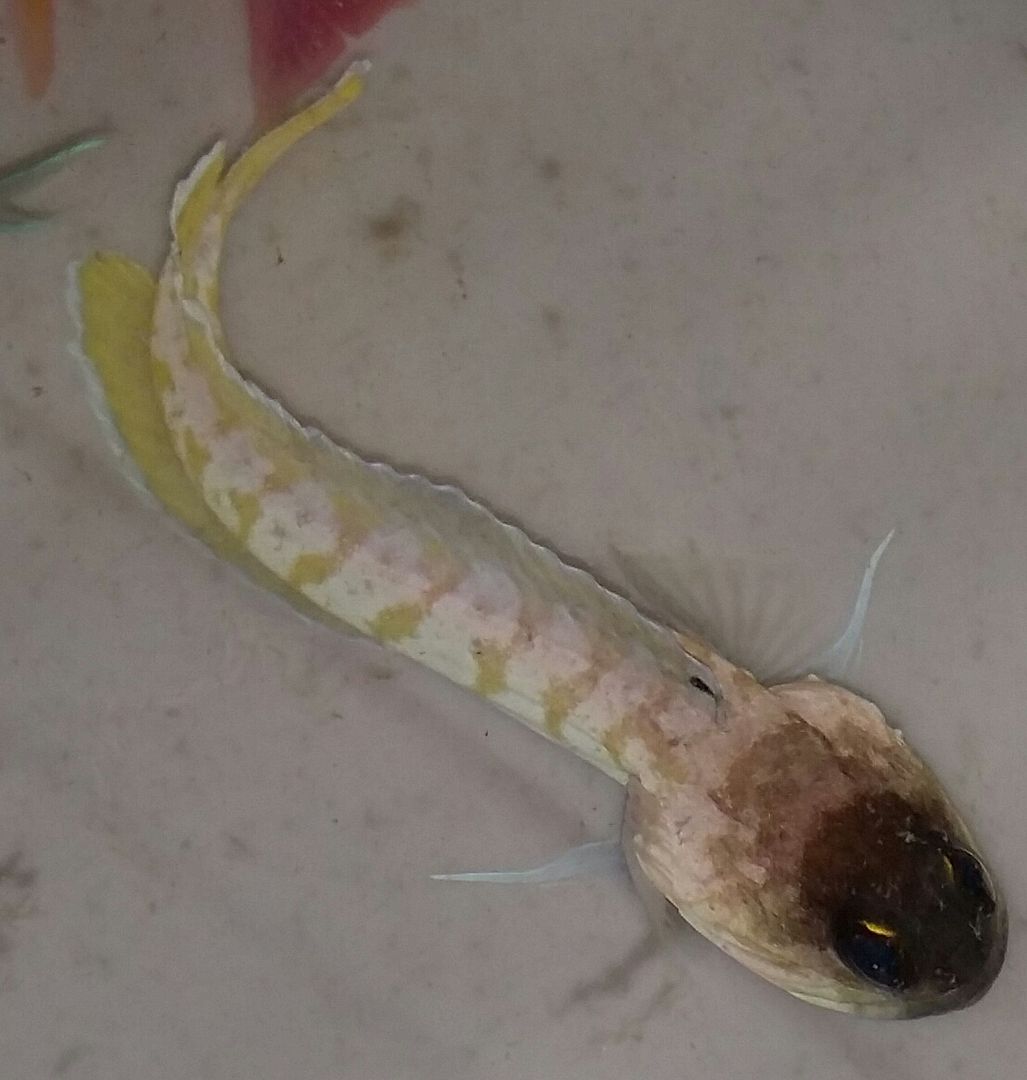 20160330 110737 1 zpsf4znklol - Best Fish! Best Pics! Huge Coral Shipment OTW!!!