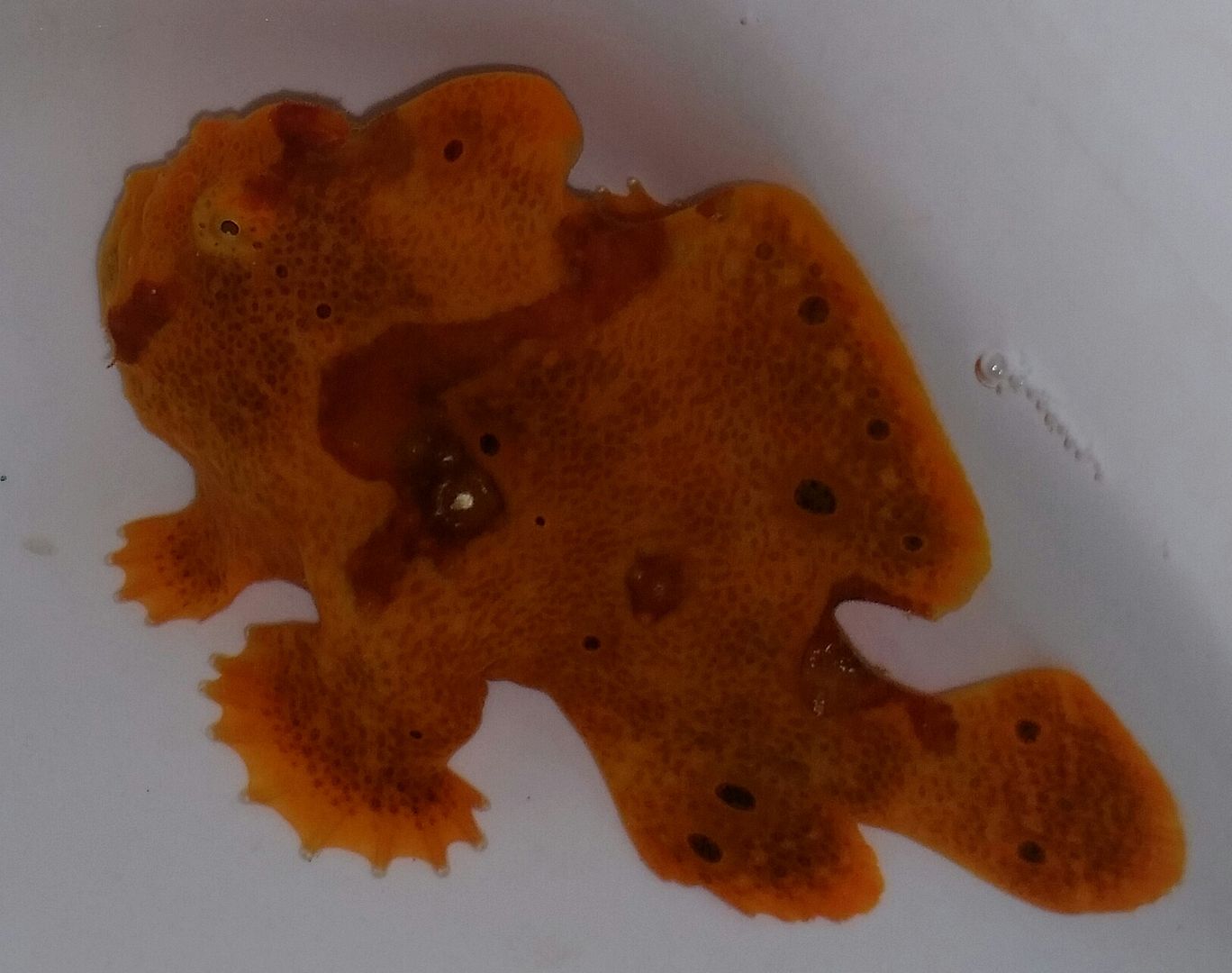 20160330 110805 1 zpsmg0v5vaq - Best Fish! Best Pics! Huge Coral Shipment OTW!!!