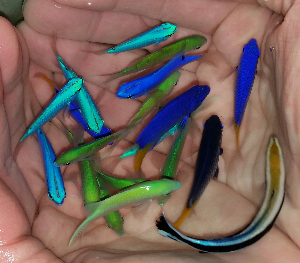 20160330 110827 1 zpscme0wkyn - Best Fish! Best Pics! Huge Coral Shipment OTW!!!