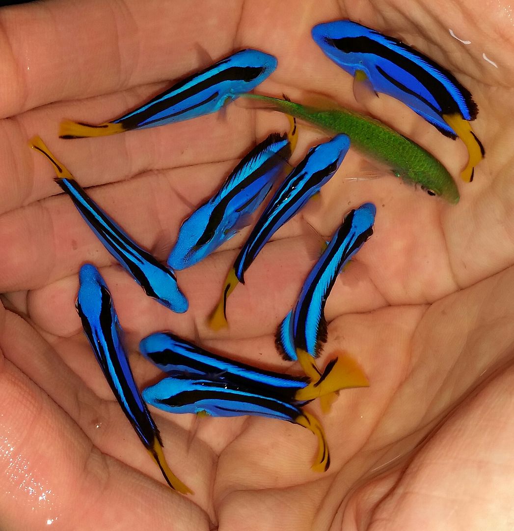 20160330 110854 1 zpsbywumwpn - Best Fish! Best Pics! Huge Coral Shipment OTW!!!