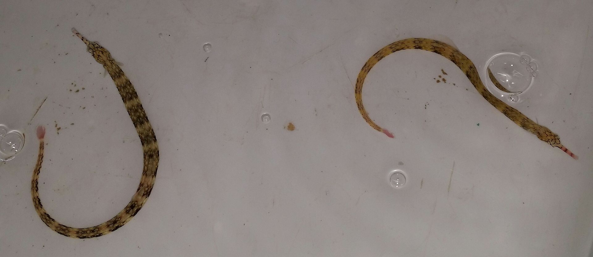 20160330 110908 1 zpsktt7kjc7 - Best Fish! Best Pics! Huge Coral Shipment OTW!!!