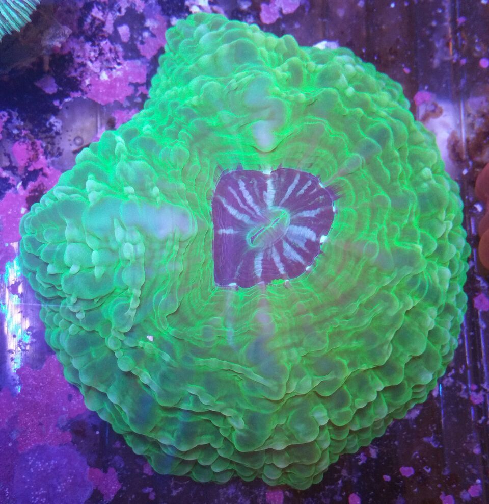 unspecified zps1rllfek3 - Clowns, Corals, And An Angel Too!! Pics/Some Prices!!!