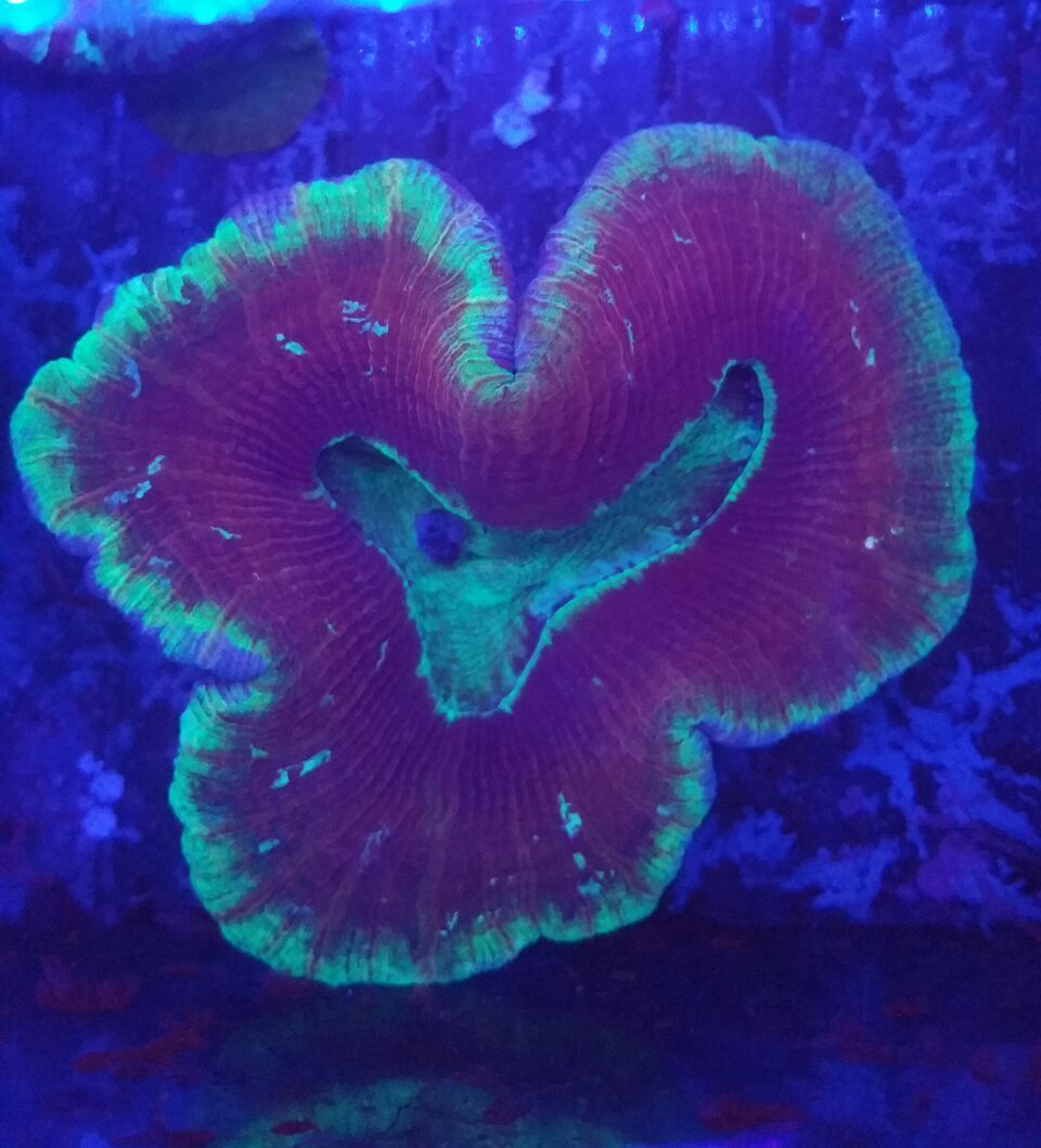 unspecified zps1vqrtnuc - Fresh Bali Corals Just In @ Tropicorium! 4/1