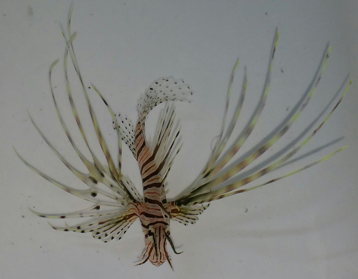 unspecified zps1wrvuqcv - Coolest Livestock Around!!! Pics/Prices3/25