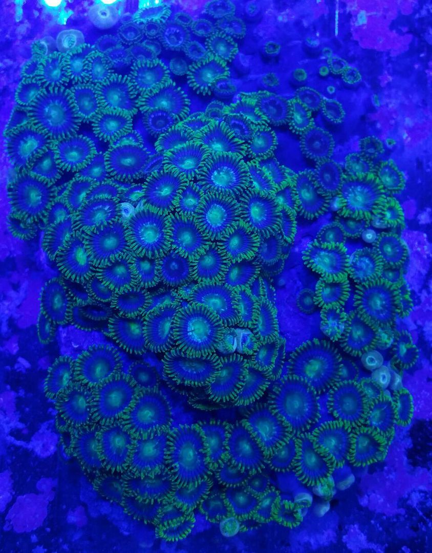 unspecified zps2xuovinr - Fresh Bali Corals Just In @ Tropicorium! 4/1