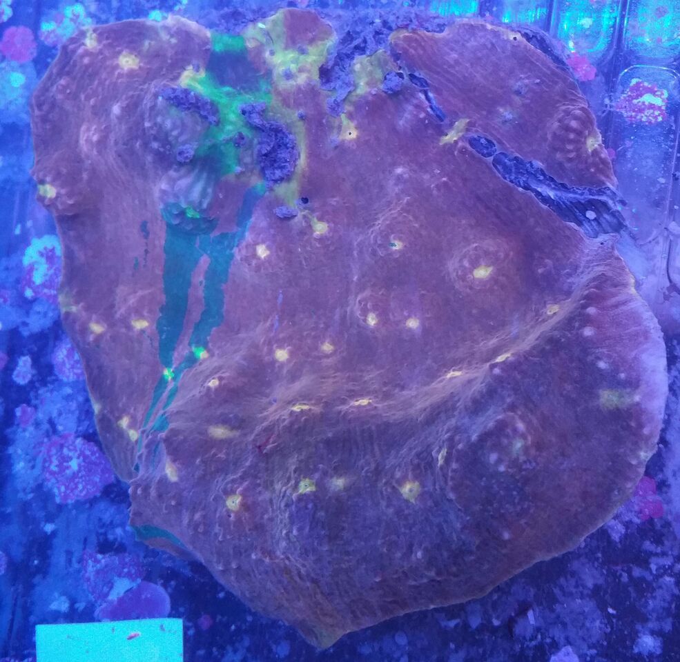 unspecified zps3boogfp6 - Clowns, Corals, And An Angel Too!! Pics/Some Prices!!!