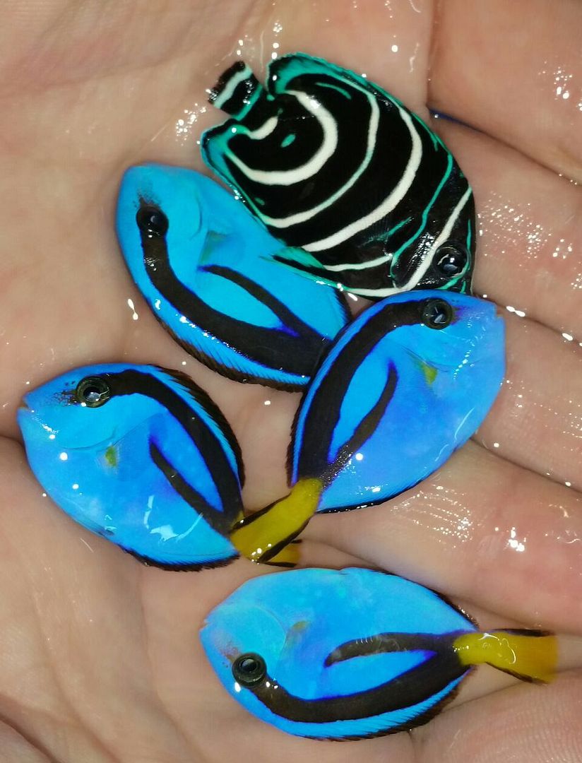 unspecified zps3gtuic9q - Coolest Livestock Around!!! Pics/Prices3/25