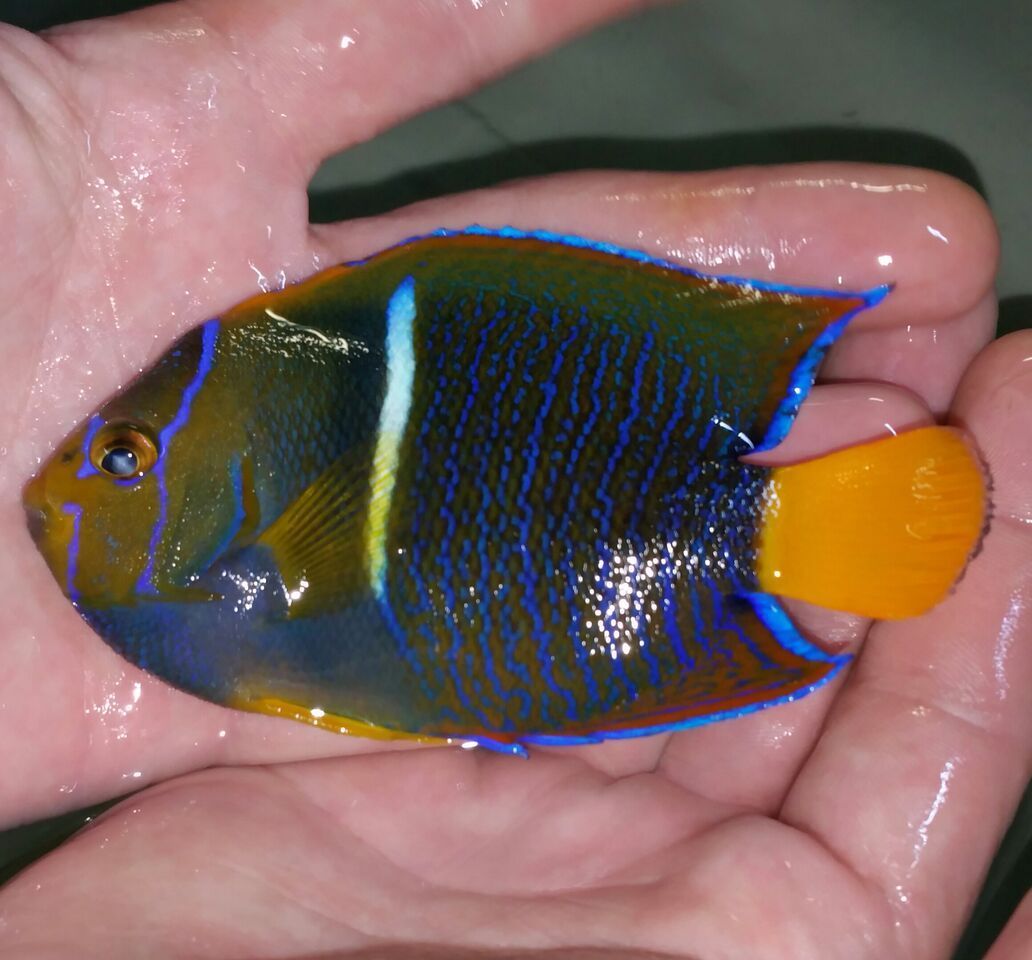 unspecified zps3ipig4bz - Coolest Livestock Around!!! Pics/Prices3/25