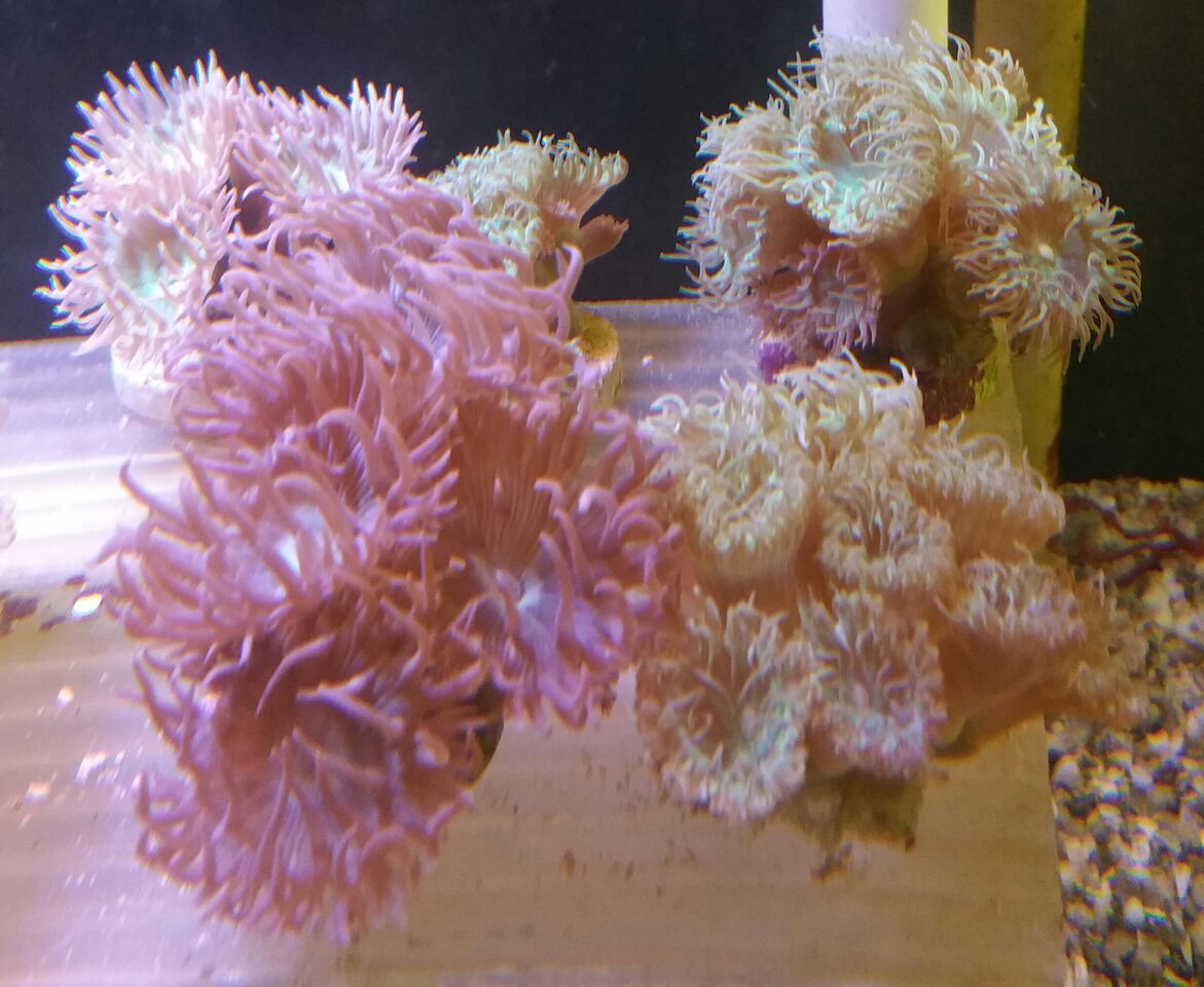 unspecified zps3palrkur - Clowns, Corals, And An Angel Too!! Pics/Some Prices!!!
