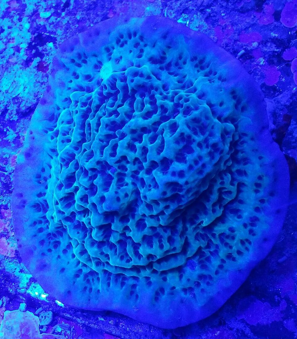 unspecified zps3rknj87e - Fresh Bali Corals Just In @ Tropicorium! 4/1
