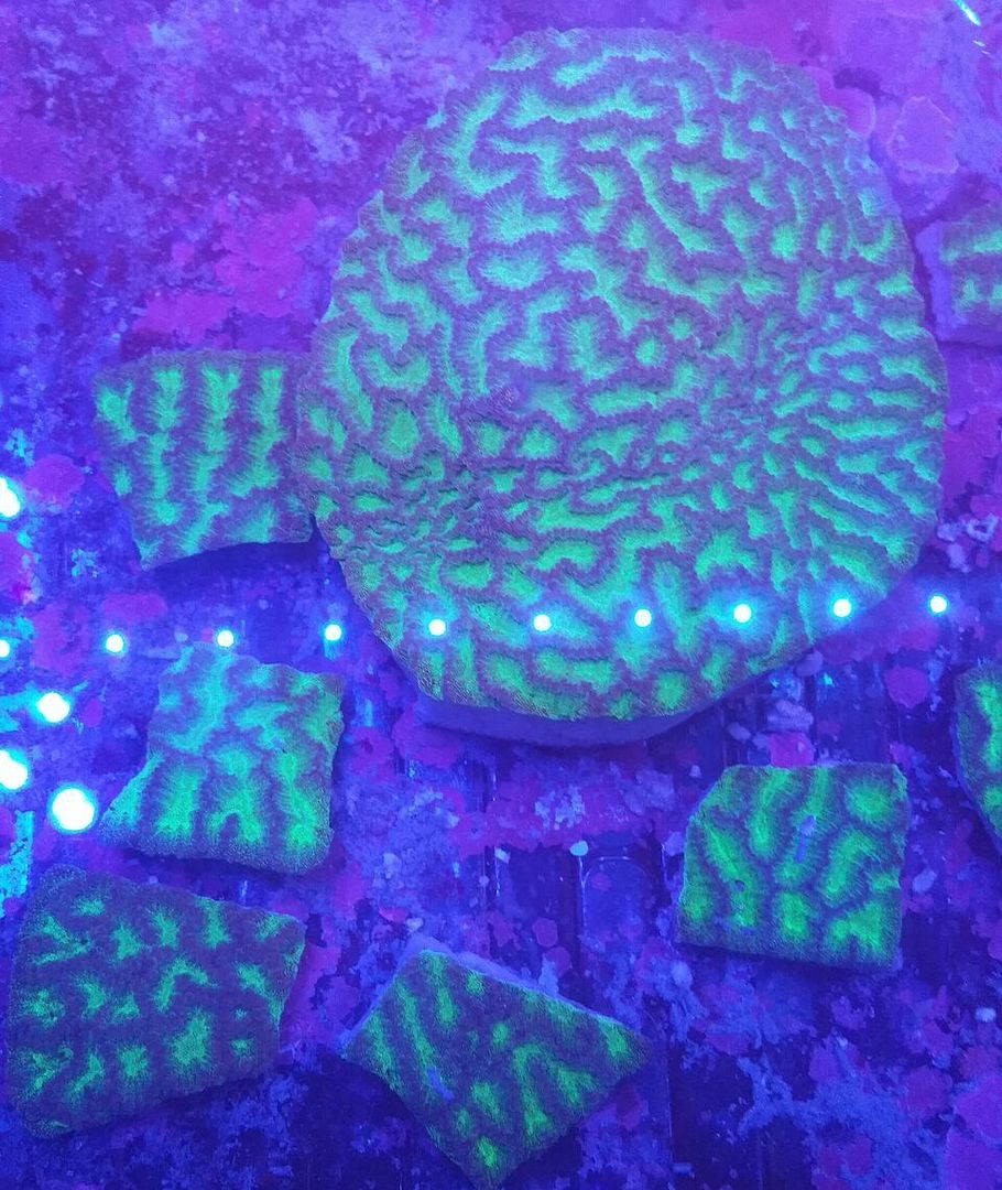 unspecified zps4nawuwak - Fresh Bali Corals Just In @ Tropicorium! 4/1