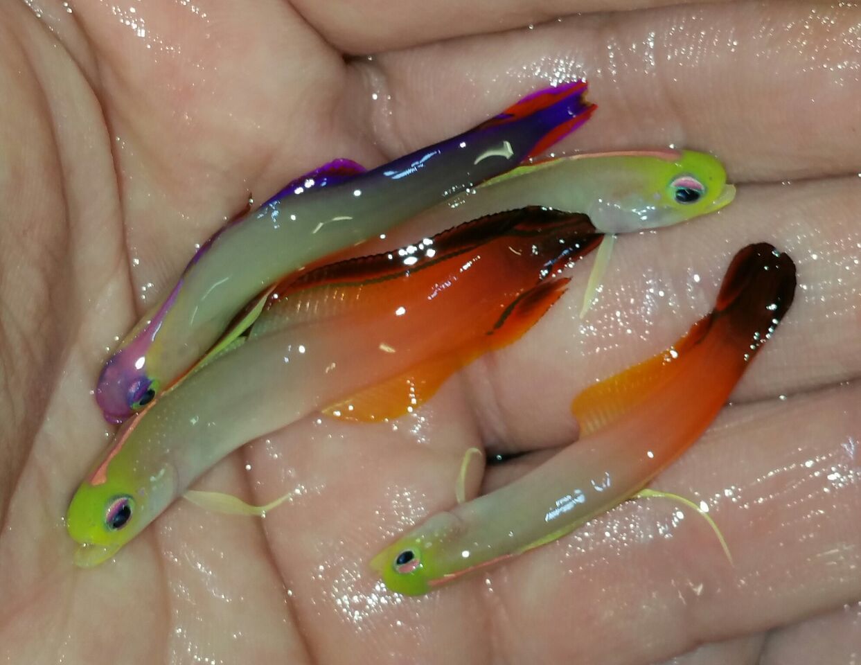 unspecified zps6pw5qywm - Coolest Livestock Around!!! Pics/Prices3/25