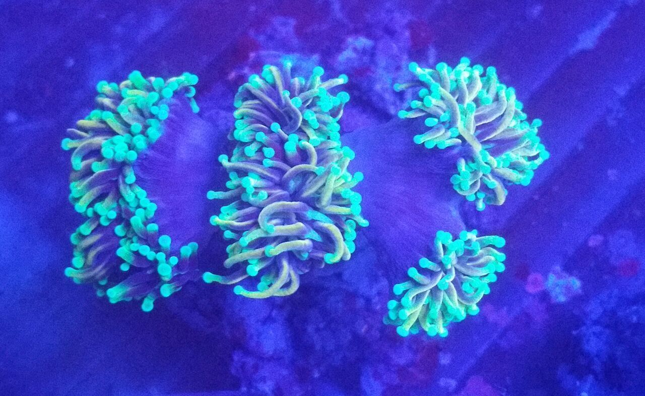 unspecified zps7d0hmf1c - Fresh Bali Corals Just In @ Tropicorium! 4/1