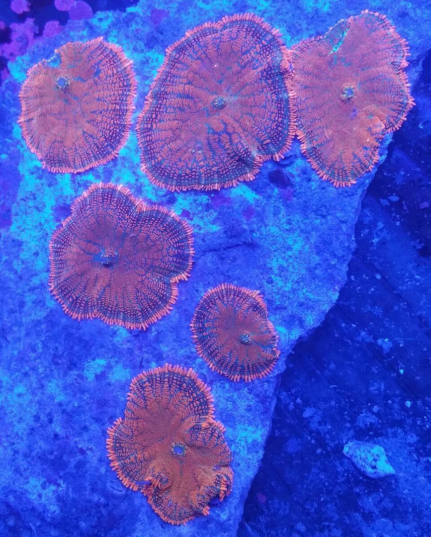 unspecified zps7fqu31wh - Clowns, Corals, And An Angel Too!! Pics/Some Prices!!!