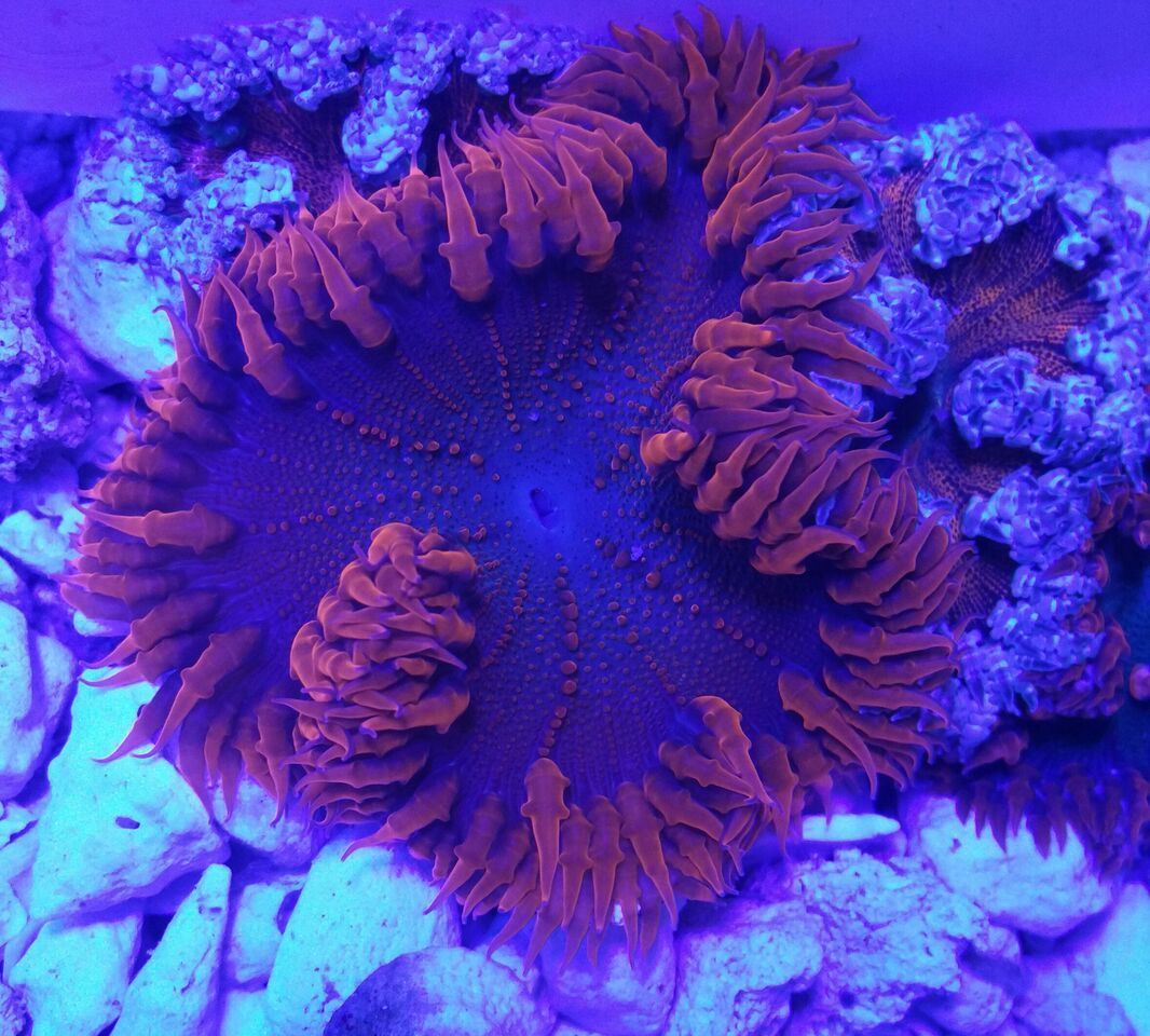 unspecified zps8zcqzbjz - Fresh Bali Corals Just In @ Tropicorium! 4/1