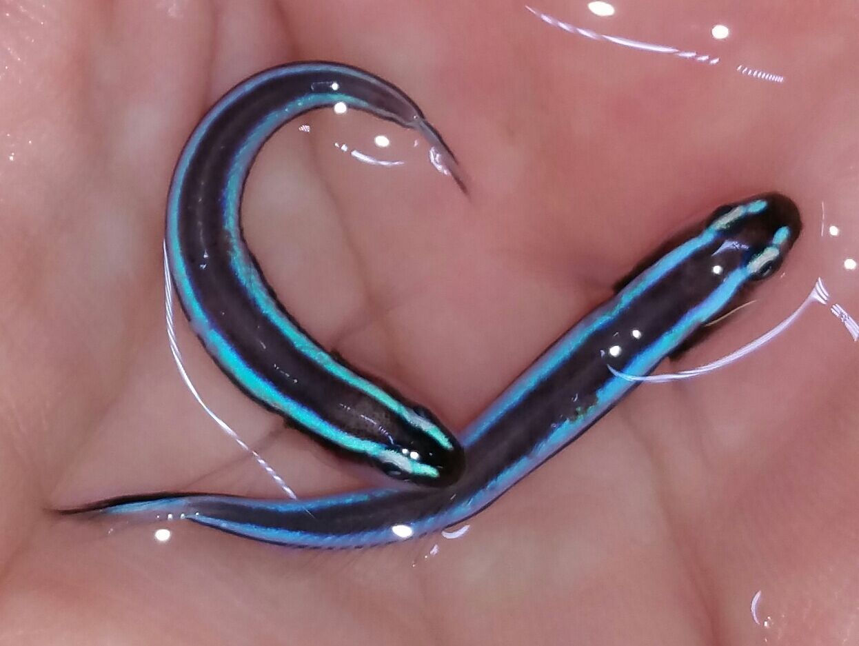 unspecified zpsa6wrhcuc - Coolest Livestock Around!!! Pics/Prices3/25