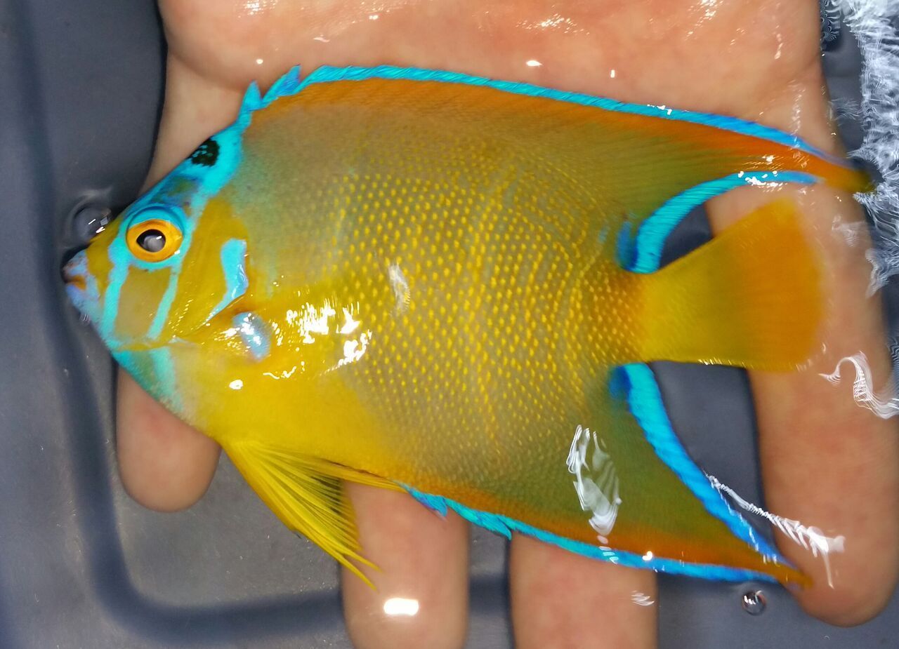 unspecified zpsatwqqpik - Coolest Livestock Around!!! Pics/Prices3/25