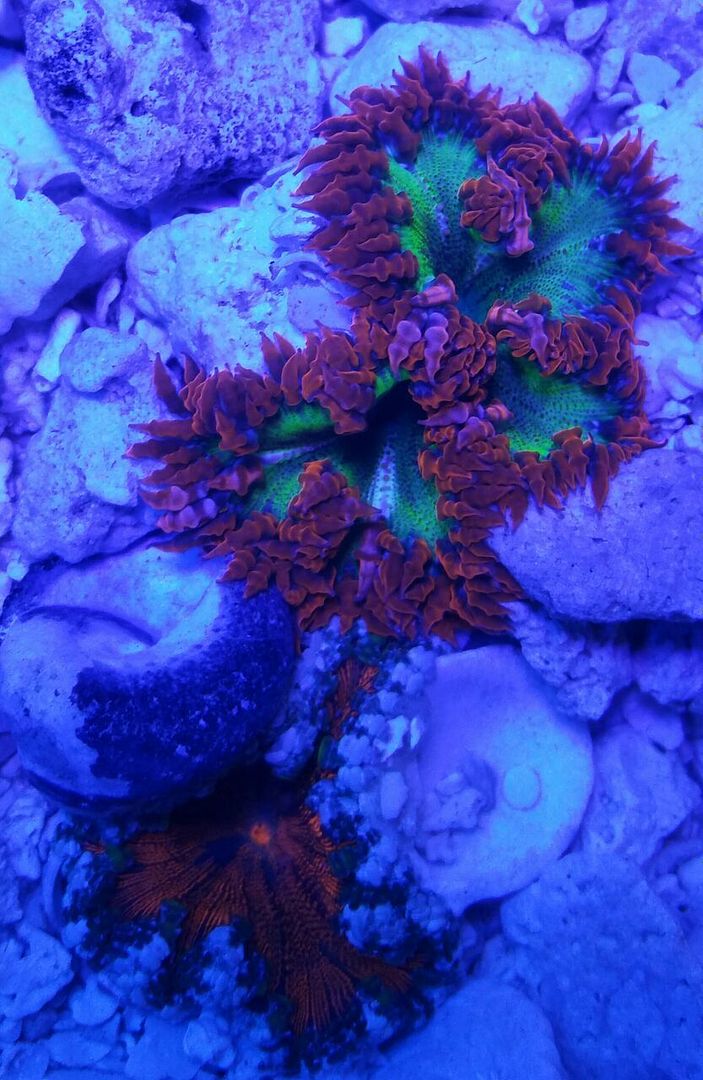 unspecified zpsayjppyrl - Fresh Bali Corals Just In @ Tropicorium! 4/1