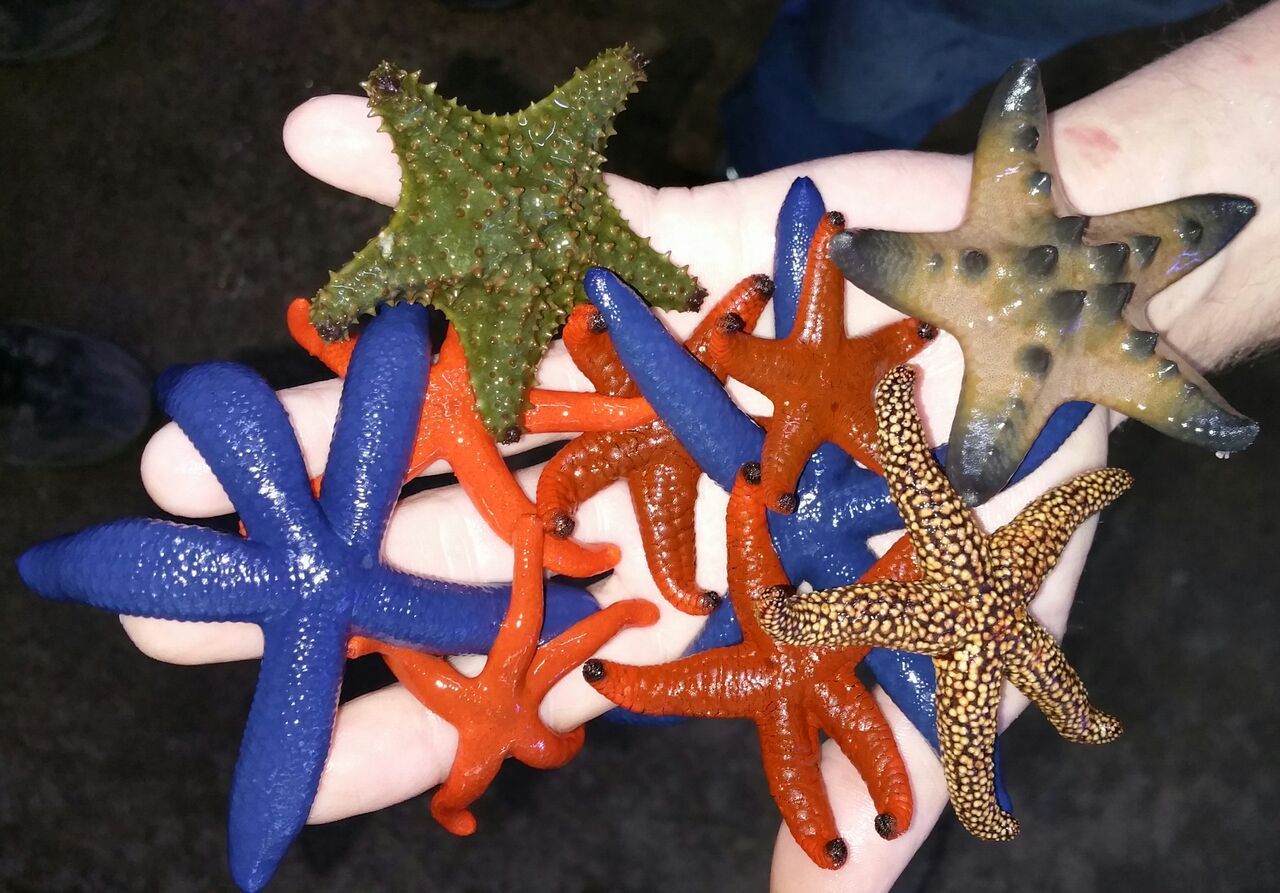 unspecified zpsb1ivnfjy - Coolest Livestock Around!!! Pics/Prices3/25