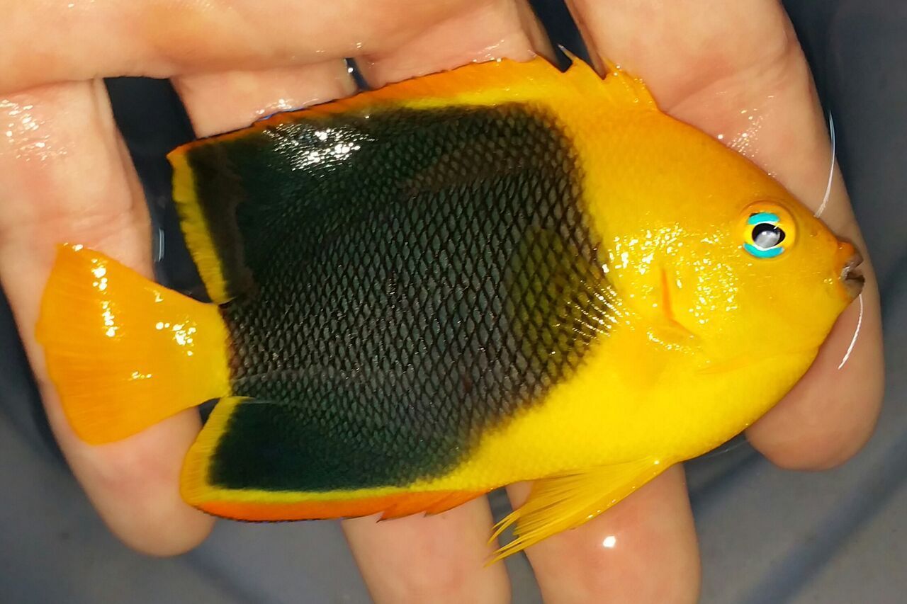 unspecified zpsclpg7fys - Coolest Livestock Around!!! Pics/Prices3/25