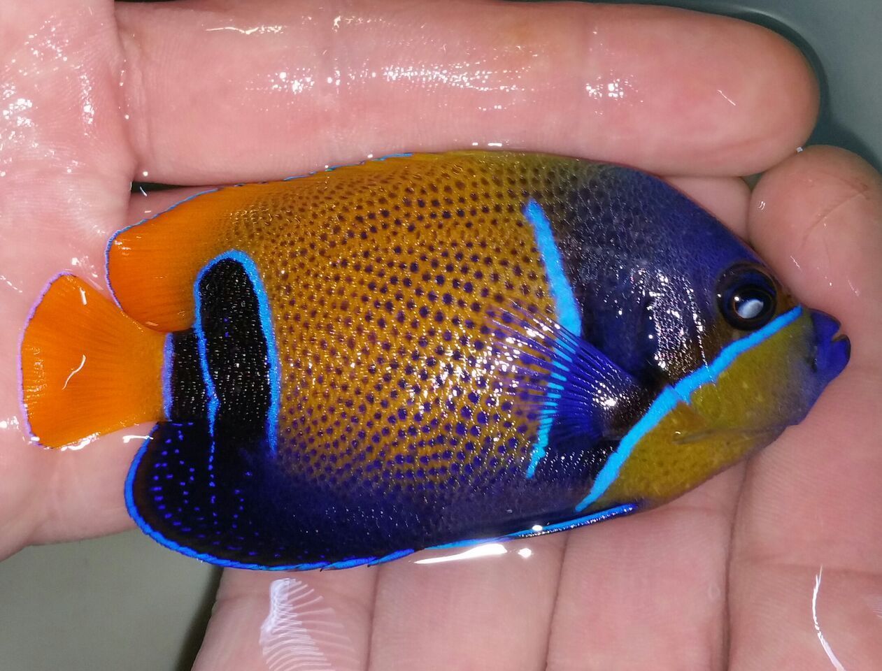 unspecified zpscttmjrh3 - Coolest Livestock Around!!! Pics/Prices3/25