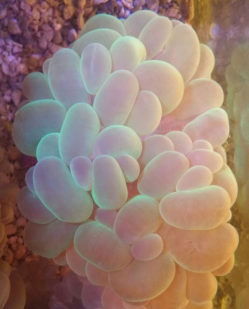 unspecified zpsd4lji7uv - Clowns, Corals, And An Angel Too!! Pics/Some Prices!!!