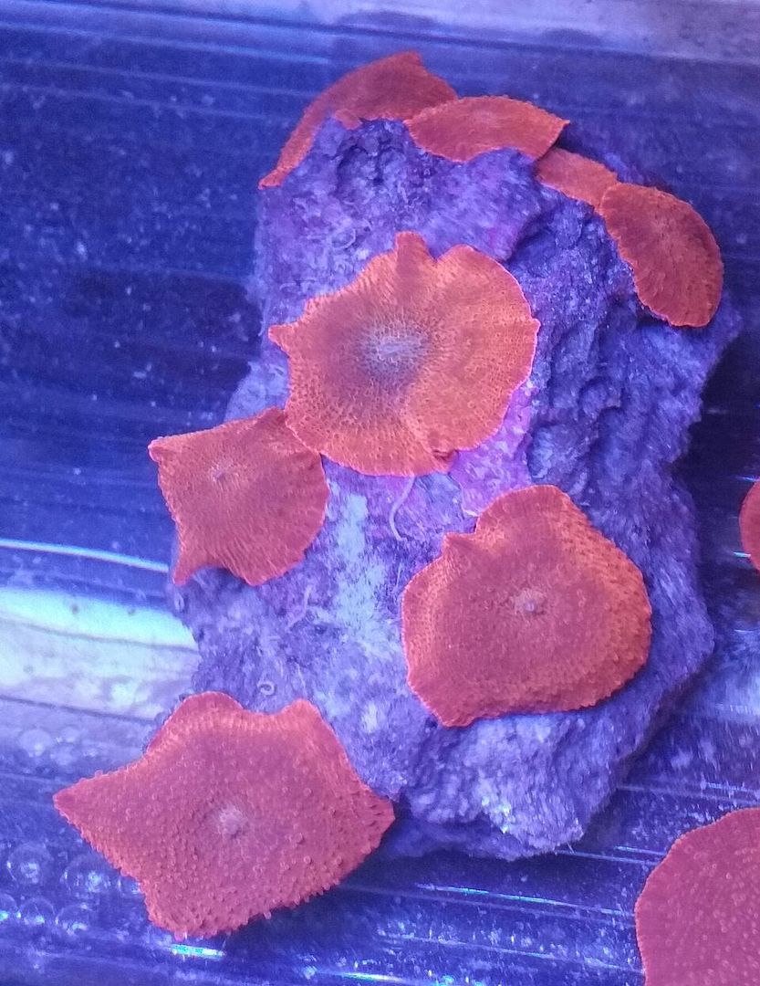 unspecified zpse09glcrt - Clowns, Corals, And An Angel Too!! Pics/Some Prices!!!
