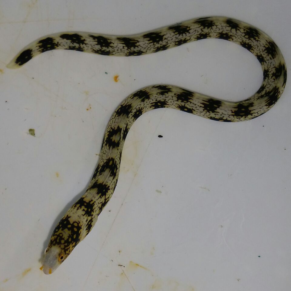 unspecified zpsedyg0wbk - Coolest Livestock Around!!! Pics/Prices3/25