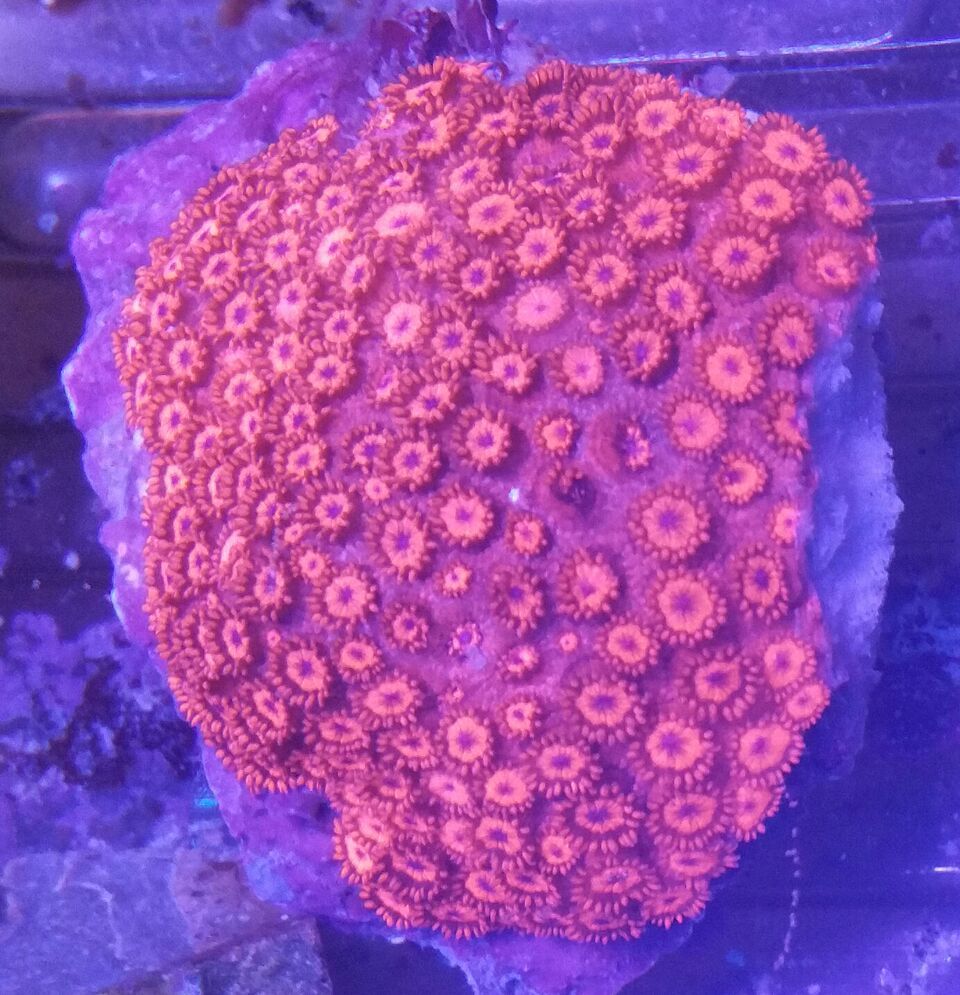 unspecified zpsei7pezbq - Clowns, Corals, And An Angel Too!! Pics/Some Prices!!!