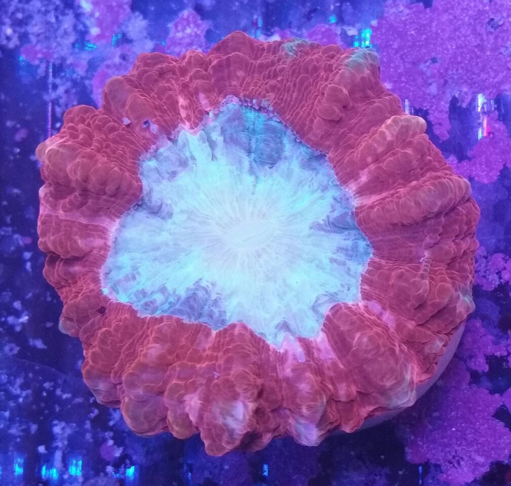 unspecified zpserfvtmur - Clowns, Corals, And An Angel Too!! Pics/Some Prices!!!