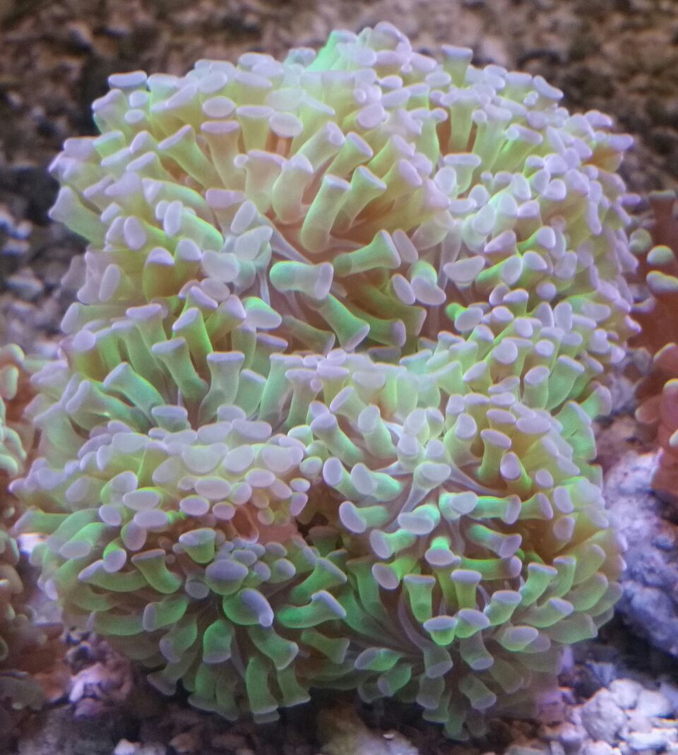 unspecified zpsf1tpqd9j - Clowns, Corals, And An Angel Too!! Pics/Some Prices!!!